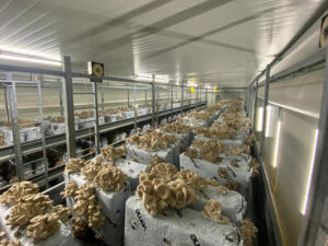 Pre-assembled mushroom house