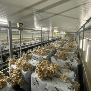 Pre-assembled mushroom house