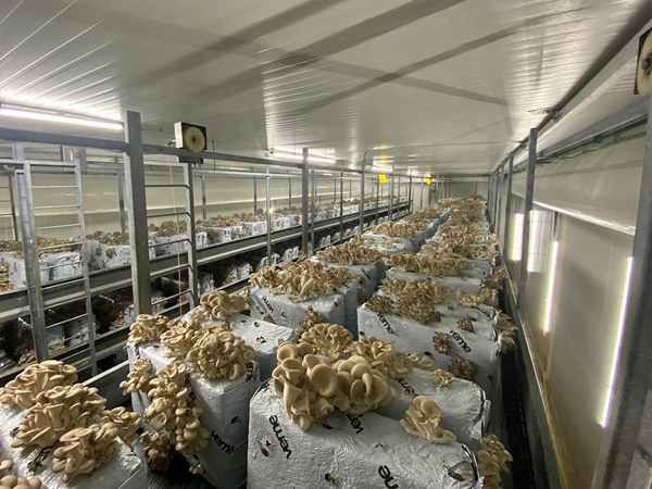 Pre-assembled mushroom house