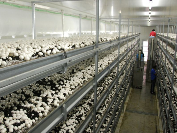 Pre-assembled mushroom house