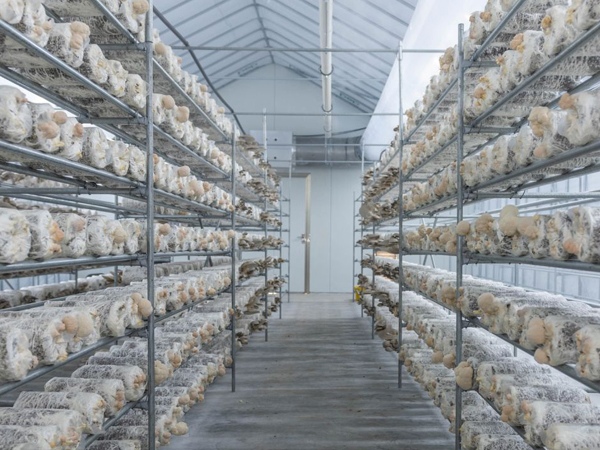 Pre-assembled mushroom house