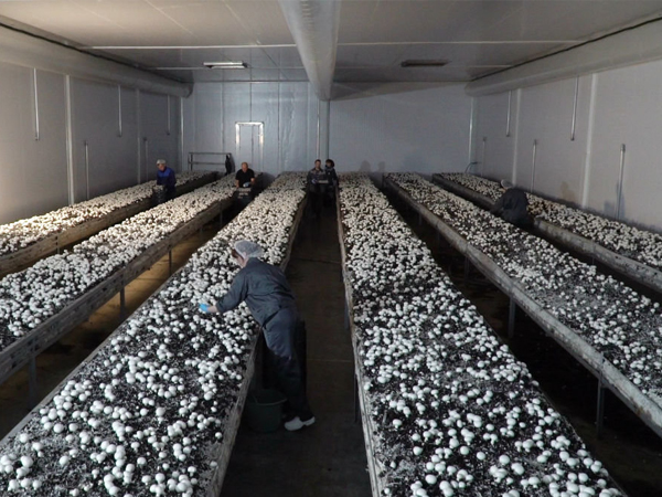 Pre-assembled mushroom house