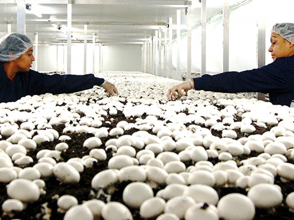 Pre-assembled mushroom house