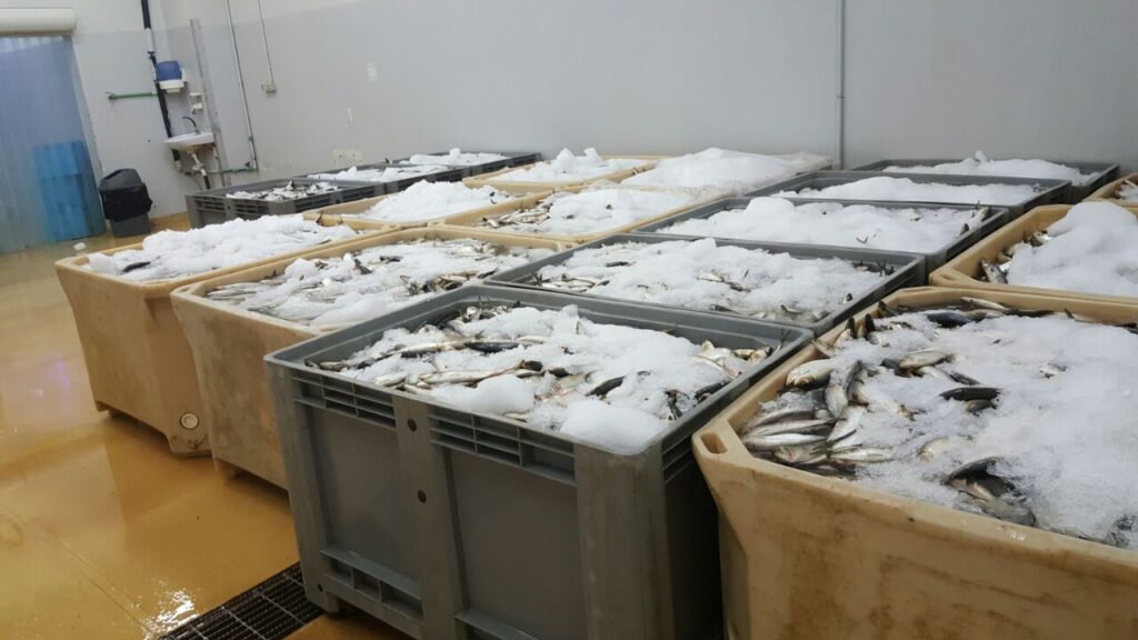 Seafood cold rooms