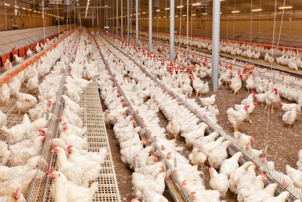 Metal Poultry Farms