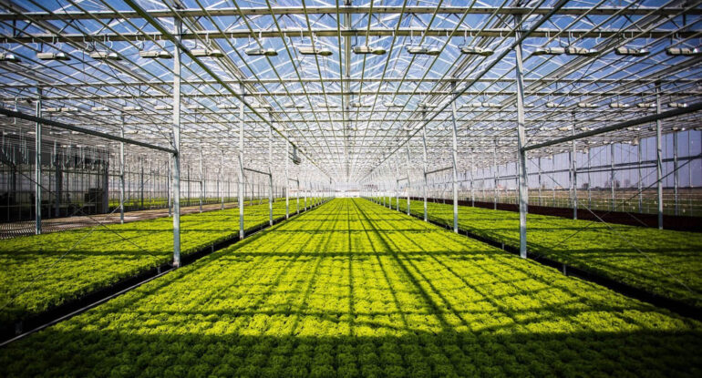 Industrial greenhouses
