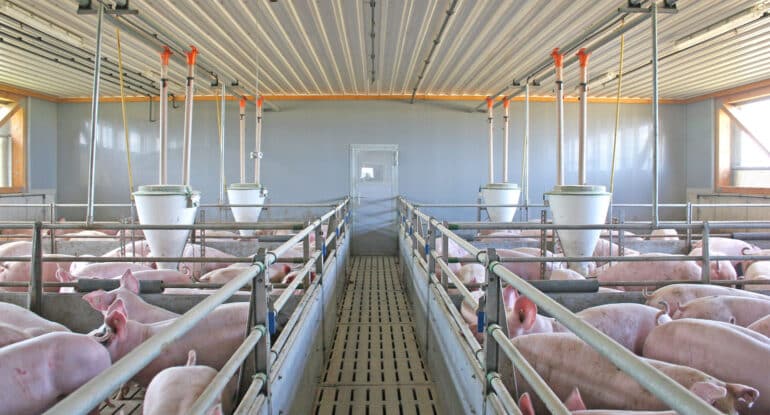 Swine Barn